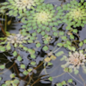 Meet your Posher, Gail